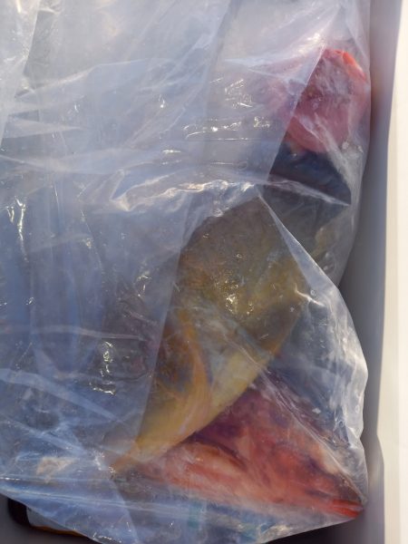 第二龍勢丸 釣果