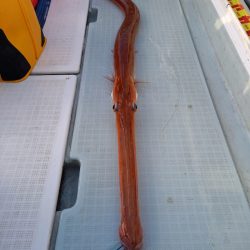 アマテラス 釣果