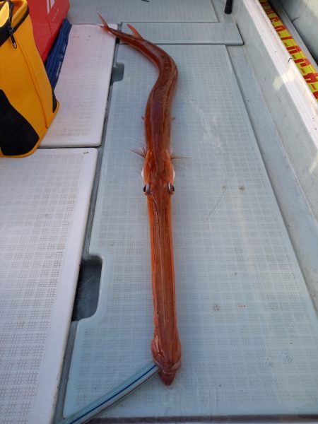 アマテラス 釣果