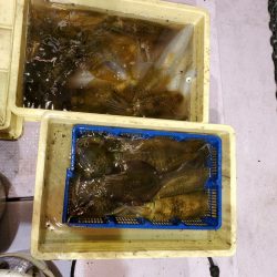 海龍丸（石川） 釣果