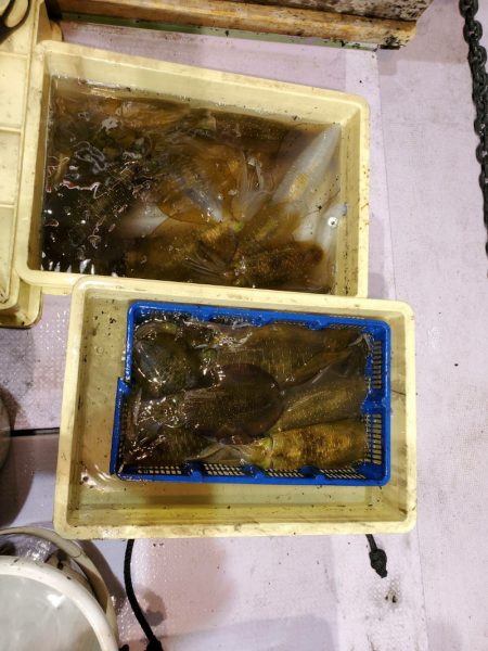 海龍丸（石川） 釣果