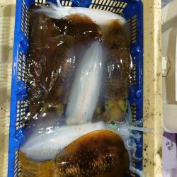 海龍丸（石川） 釣果