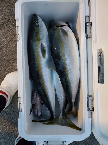 シーライオン 釣果