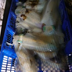 海龍丸（石川） 釣果