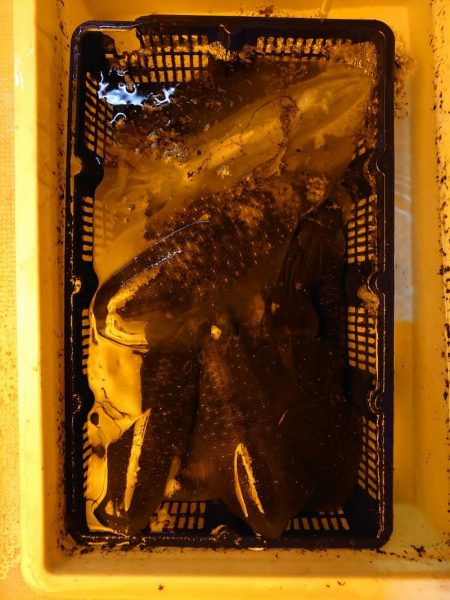 海龍丸（石川） 釣果