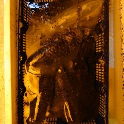 海龍丸（石川） 釣果