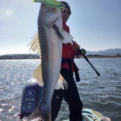 アマテラス 釣果