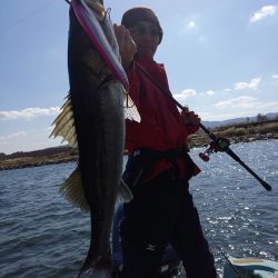 アマテラス 釣果