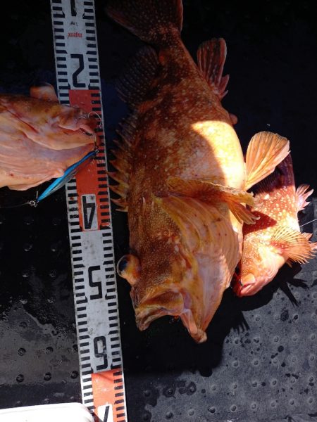 第二龍勢丸 釣果