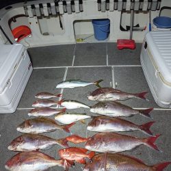 ARCADIAⅡ (アルカディアⅡ) 釣果