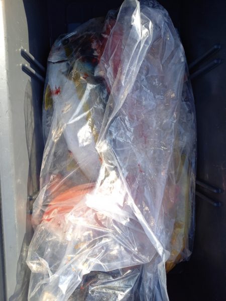 第二龍勢丸 釣果