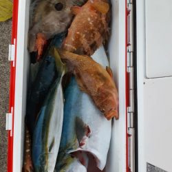 シーライオン 釣果