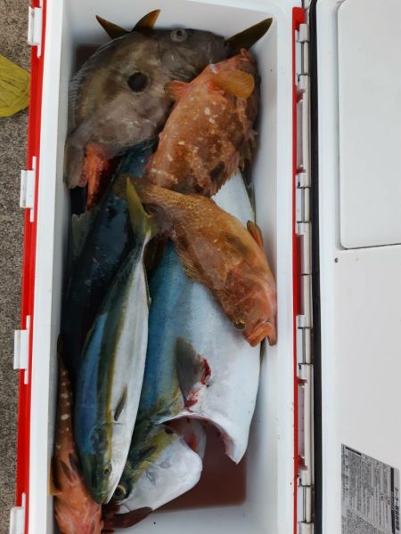 シーライオン 釣果