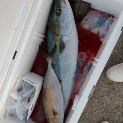 シーライオン 釣果