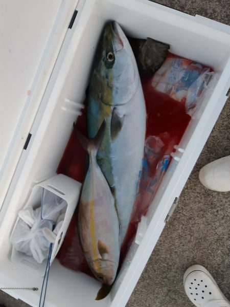 シーライオン 釣果