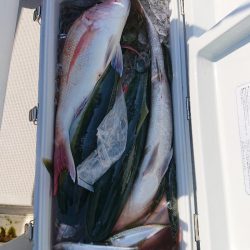 エンペラー 釣果