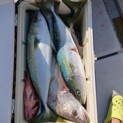 エンペラー 釣果