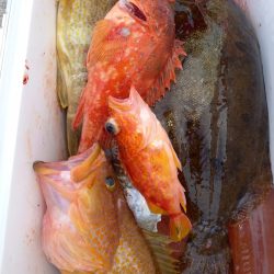 第二龍勢丸 釣果