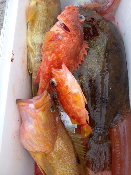 第二龍勢丸 釣果