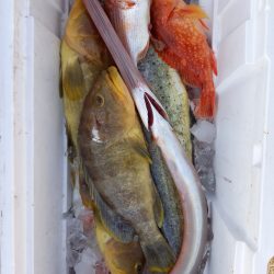 第二龍勢丸 釣果