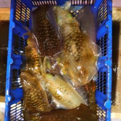 海龍丸（石川） 釣果