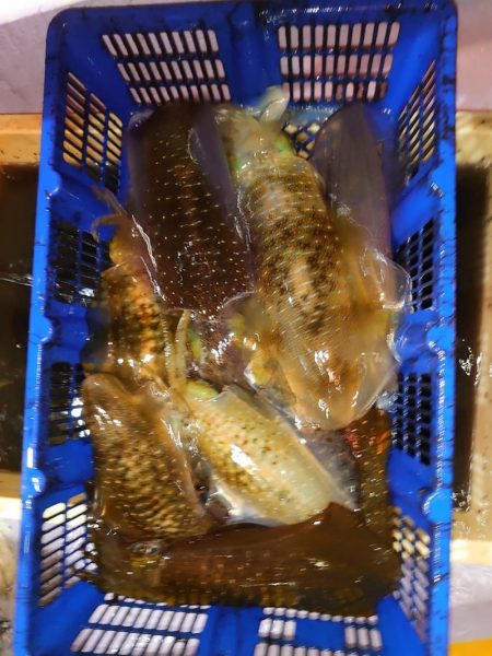 海龍丸（石川） 釣果