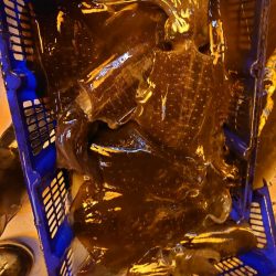 海龍丸（石川） 釣果