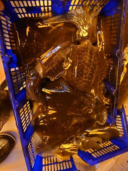 海龍丸（石川） 釣果