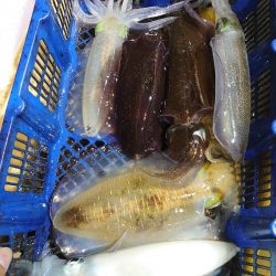 海龍丸（石川） 釣果