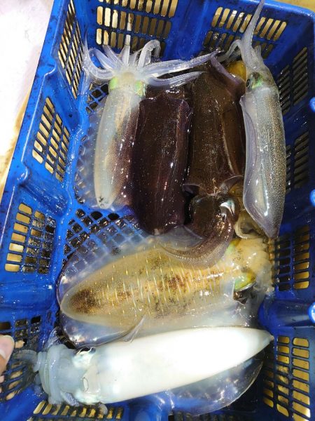 海龍丸（石川） 釣果