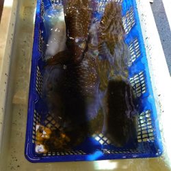 海龍丸（石川） 釣果