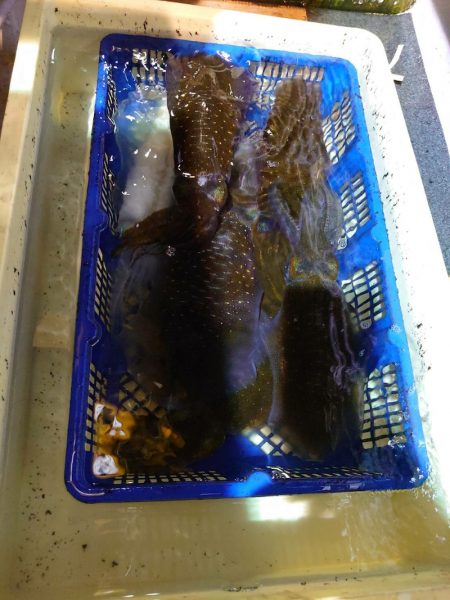 海龍丸（石川） 釣果