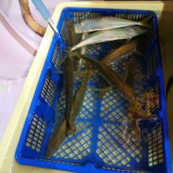 海龍丸（石川） 釣果