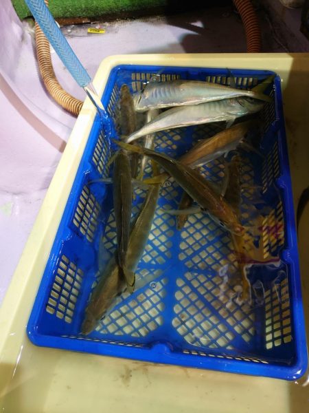 海龍丸（石川） 釣果