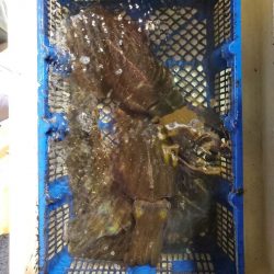 海龍丸（石川） 釣果