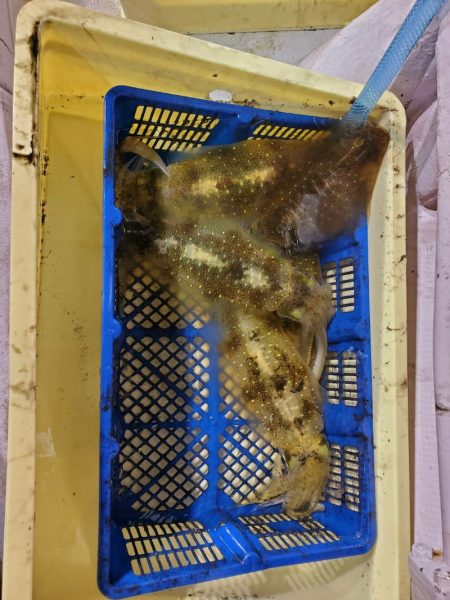 海龍丸（石川） 釣果