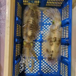 海龍丸（石川） 釣果