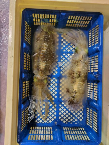 海龍丸（石川） 釣果