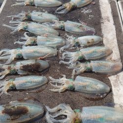 ブルースフィッシングサービス 釣果