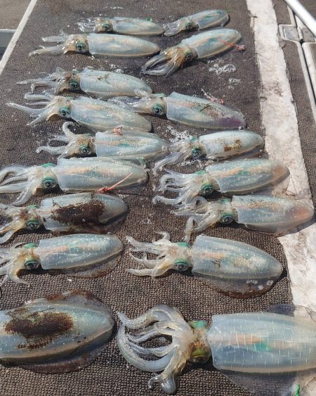 ブルースフィッシングサービス 釣果