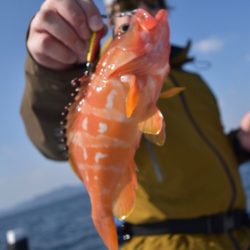 渡船屋たにぐち 釣果