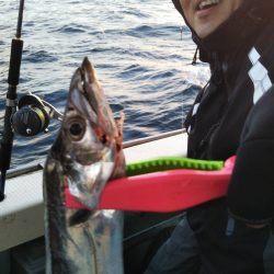 岡田釣船 八英丸 釣果