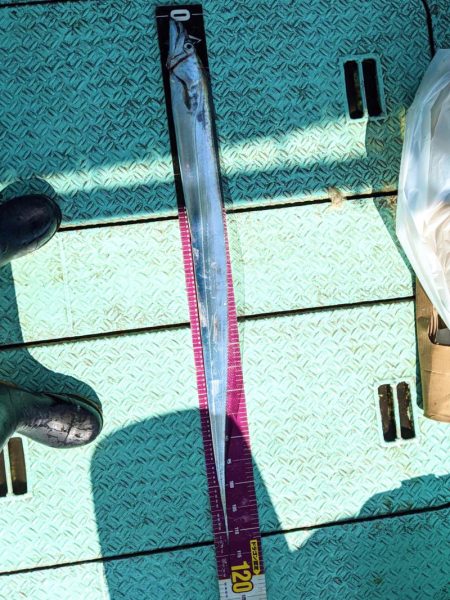 ヤザワ渡船 釣果