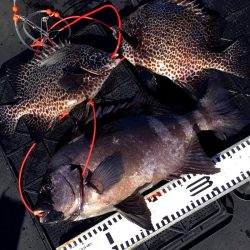 渡船屋たにぐち 釣果