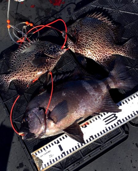 渡船屋たにぐち 釣果