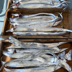 岡田釣船 八英丸 釣果