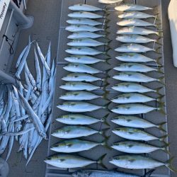 SeaRide(シーライド) 釣果