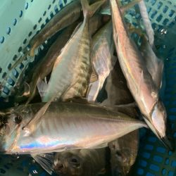 愛海丸 釣果