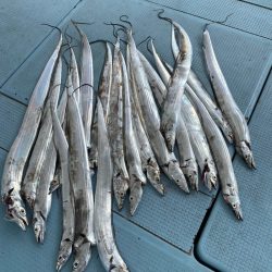 岡田釣船 八英丸 釣果