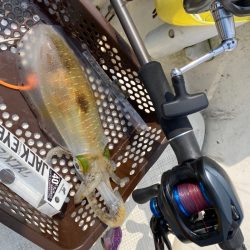 「LaGooN」蒼陽丸 日和号　 釣果